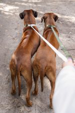 Beeztees DBL Köpek Tasması, Kadife, Gri, 48-70cm, 25mm - Görsel 8