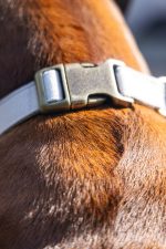 Beeztees DBL Köpek Tasması, Kadife, Gri, 48-70cm, 25mm - Görsel 5