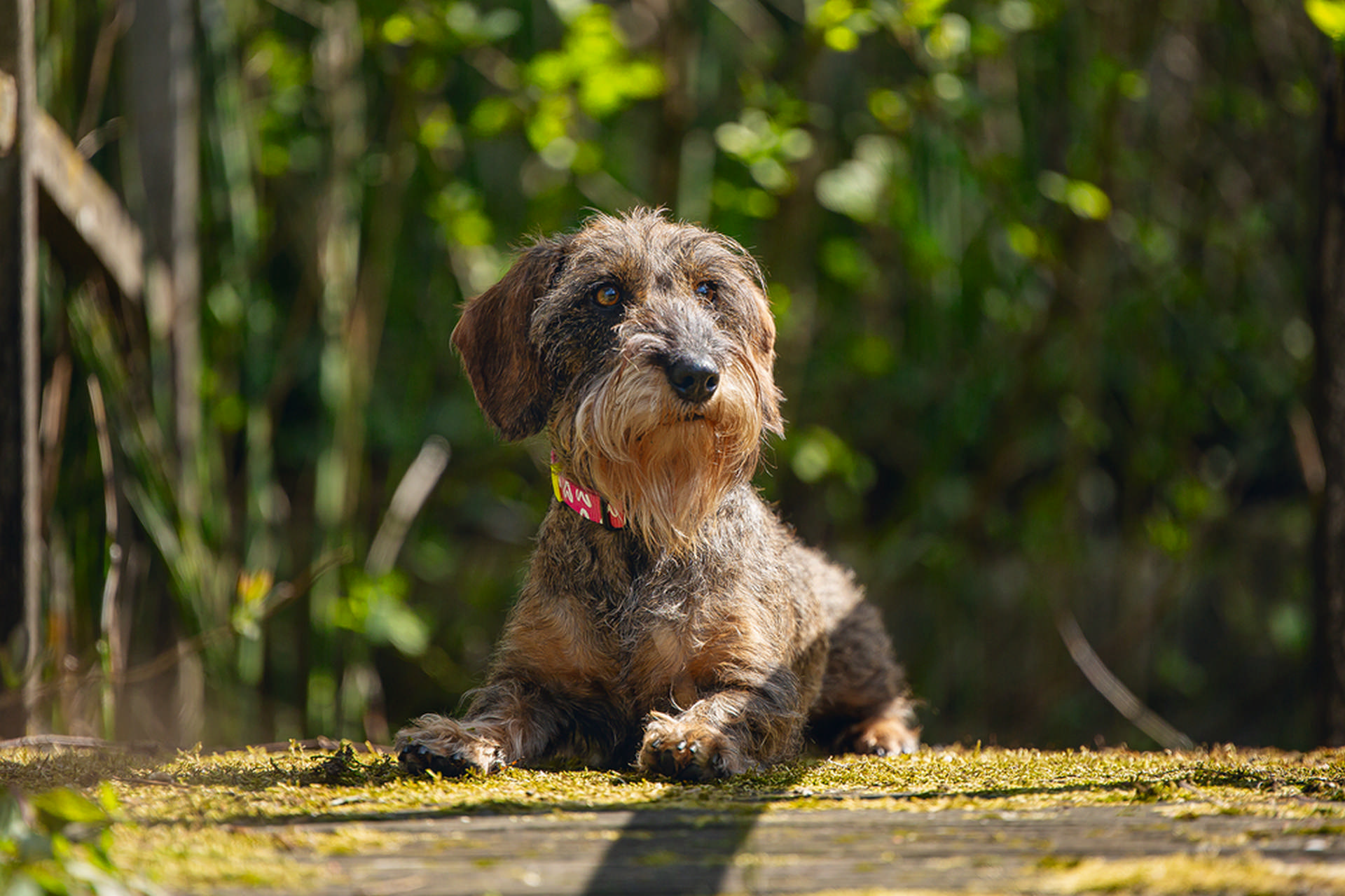 1143305_beeztees-kopek-tasmasi-pembe-26-40cm-15mm-kpek-boyun-tasmalar-beeztees-20033-56-B.jpg Beeztees Köpek Tasması, Pembe, 26-40cm, 15mm - Görsel 2