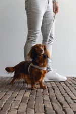 Beeztees DBL Köpek Göğüs Tasması, Velur, Gri, S, 20mm x 52cm - Görsel 2