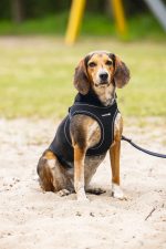 Beeztees Köpek Göğüs Tasması, Neopren, Siyah, M, 41-46cm - Görsel 4