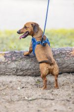 Beeztees Köpek Göğüs Tasması, Neopren, Mavi, XS, 30-35cm - Görsel 5