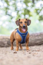 Beeztees Köpek Göğüs Tasması, Neopren, Mavi, XS, 30-35cm - Görsel 6