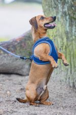 Beeztees Köpek Göğüs Tasması, Neopren, Mavi, XS, 30-35cm - Görsel 10