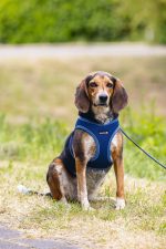 Beeztees Köpek Göğüs Tasması, Neopren, Mavi, M, 41-46cm - Görsel 4