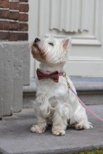 Beeztees DBL Köpek Papyonu, Kadife, Pembe, 9cm - Görsel 3