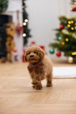 Beeztees DBL Köpek Papyonu, Kadife, Pembe, 9cm - Görsel 5