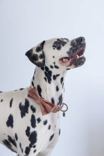 Beeztees DBL Köpek Papyonu, Kadife, Pembe, 12cm - Görsel 2