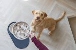 Beeztees DBL Köpek Yavaş Besleme Mama Kabı, Bambu, Bej, 21cm, 1430ml - Görsel 2