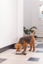 Beeztees DBL Köpek Mama Su Kabı, Bambu, Bej, 17cm, 800ml - Görsel 2