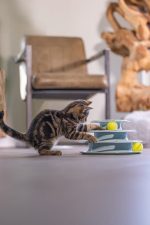 Beeztees Yavru Kedi Oyuncağı, 3 Katlı, 25x25x13cm - Görsel 10