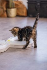 Beeztees Yavru Kedi Oyuncağı, 50x24x5,5cm - Görsel 7