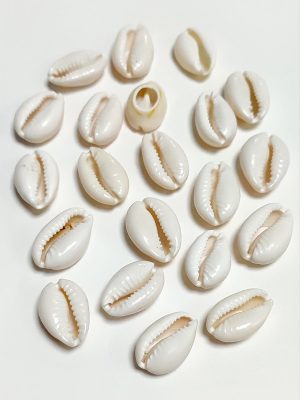 10 Adet Orjinal İstiridye Aparatı Orta-Krem