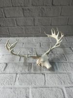 Dekoratif Geyik Başı Heykel 25 cm Modern Minimal Tasarım - Görsel 4