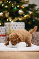 Beeztees Yavru Köpek Peluş Oyn. Kemik 21 Cm Beyaz - Görsel 4