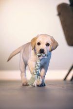 Beeztees Stres İpi 25 Cm - Görsel 5