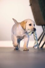 Beeztees Stres İpi 25 Cm - Görsel 3