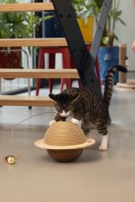 Beeztees DBL Kedi Tırmalama ve Oyuncağı, 29,5x29,5x20cm - Görsel 4