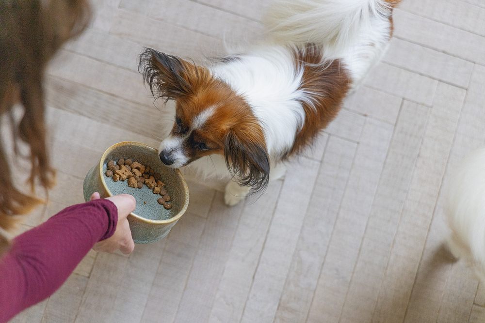 beeztees-dbl-kopek-mama-su-kabi-seramik-yesil-135cm-500ml-seramik-mama-ve-su-kab-beeztees-20952-53-B.jpg Beeztees DBL Köpek Mama Su Kabı, Seramik, Yeşil, 13,5cm, 500ml - Görsel 2